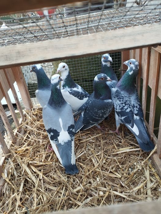 Gołębie pocztowe SAMCE krase