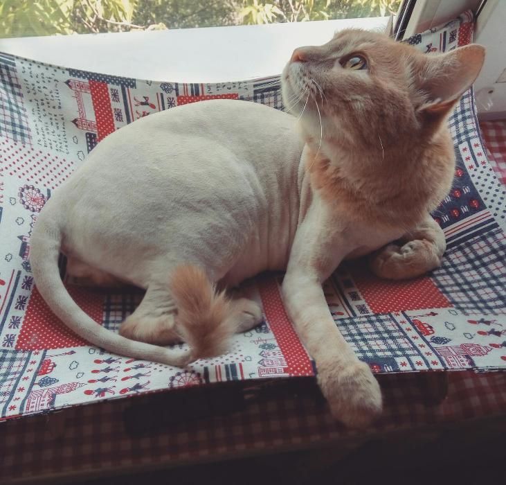 Грумер.Стрижка і вичісування котів  Виїзд на дім