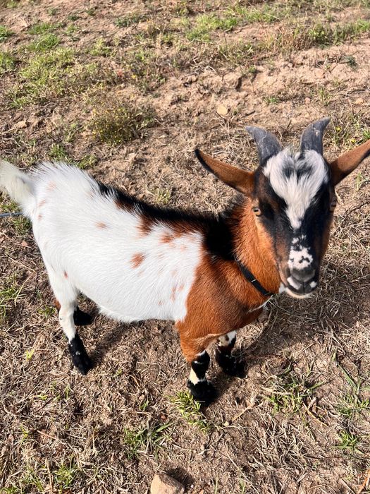 Cabrito micro anão