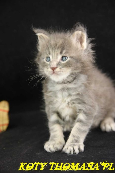 Kocurek Maine Coon Niebieski Klasycznie Pręgowany, Torro Koty Thomasa*