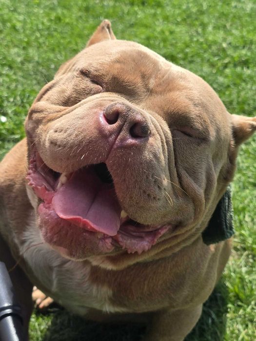 American Bully pocket reproduktor krycie