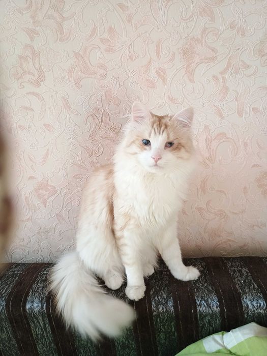 Особливий котик породи  ангора. Один рік.