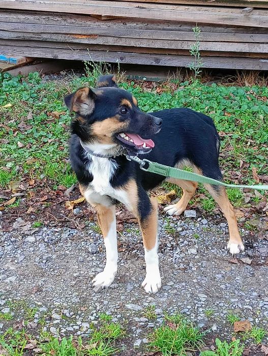 Drobniutki młodziutki pies szuka domu