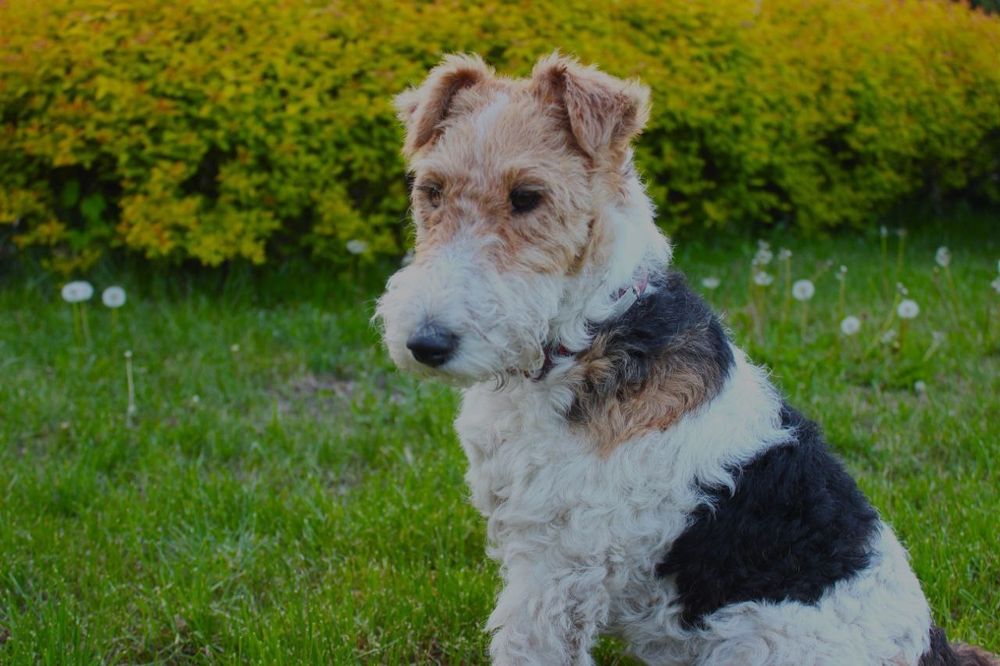 Фотограф та відеограф ДЕШЕВО