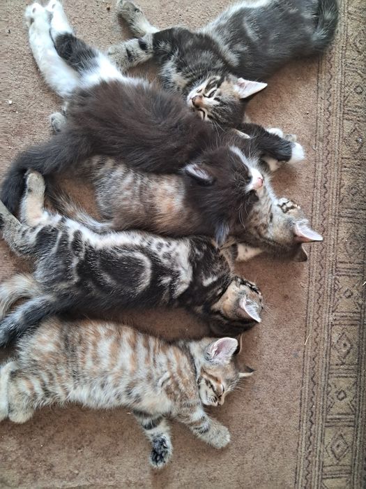 Шикарные котята ищут дом