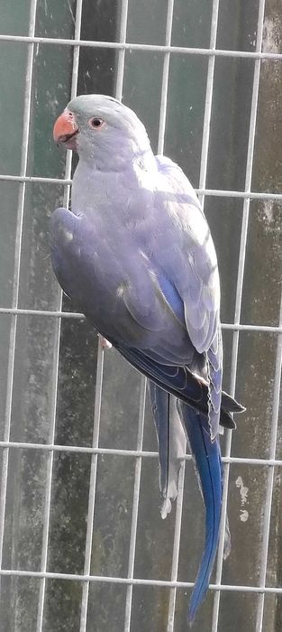 Conures de Cabeça Azul e Ring Neck Violeta Turquesa