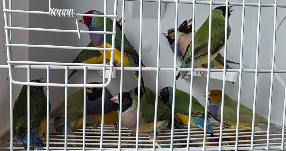 Vendo diamante gould