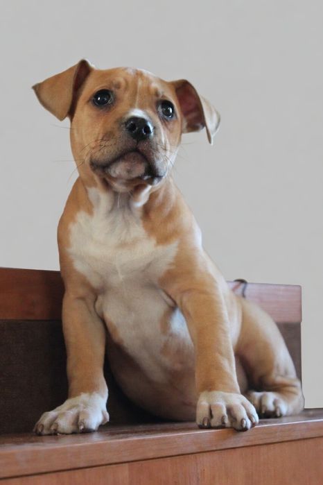 Дівчинка амстафф з документами