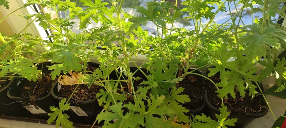 Sprzedam pelargonię pachnącą