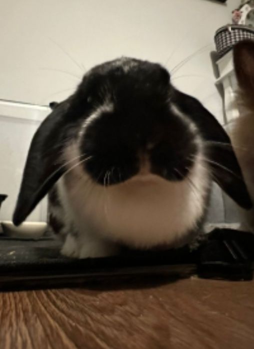 Królik baranek samiczka