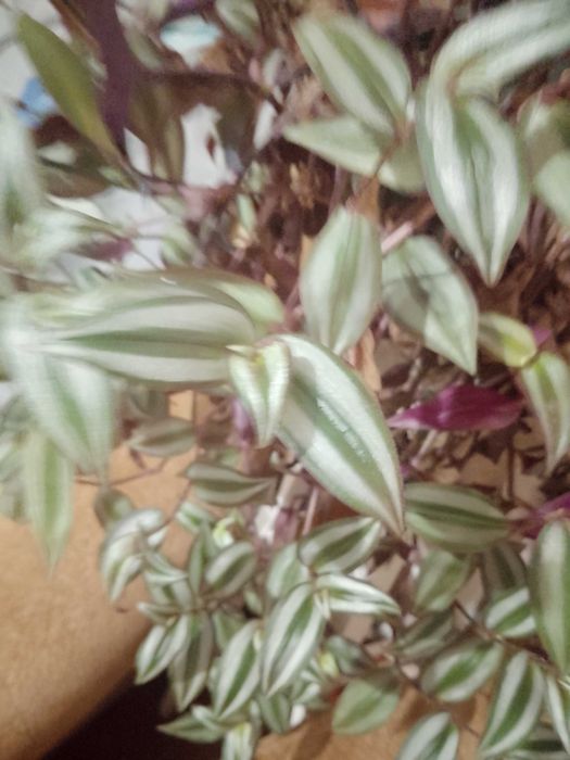 Монстера, бегонії, дріміопсіс, традесканції