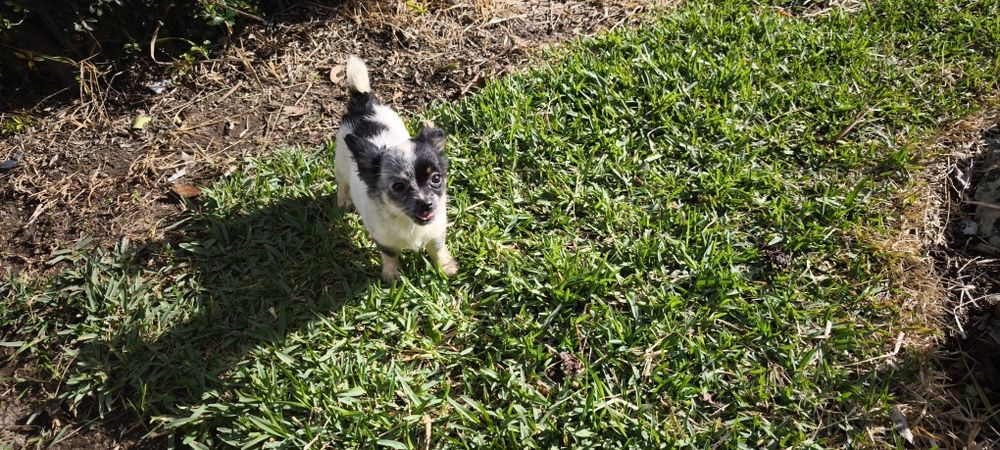 Chihuahua mini fêmea pelo longo disponível para entrega imediata