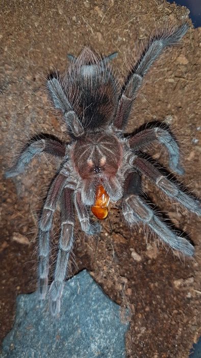 Pamphobeteus sp machala samiec / samica