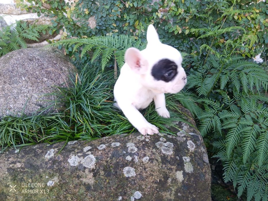 Bulldog  Francês