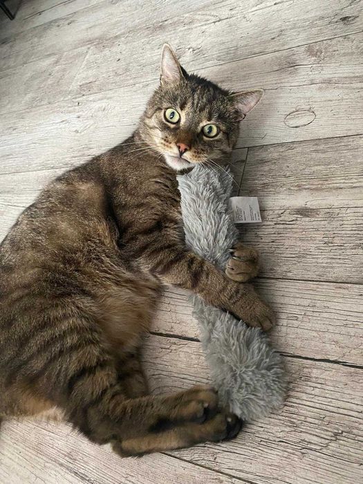 IGNAŚ - 6-letni kocur FIV+ kochany miziak do adopcji!