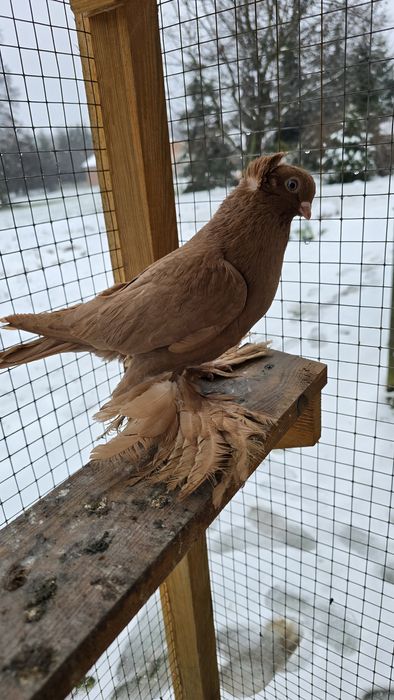 Wywrotek  wschodniopruski samiec