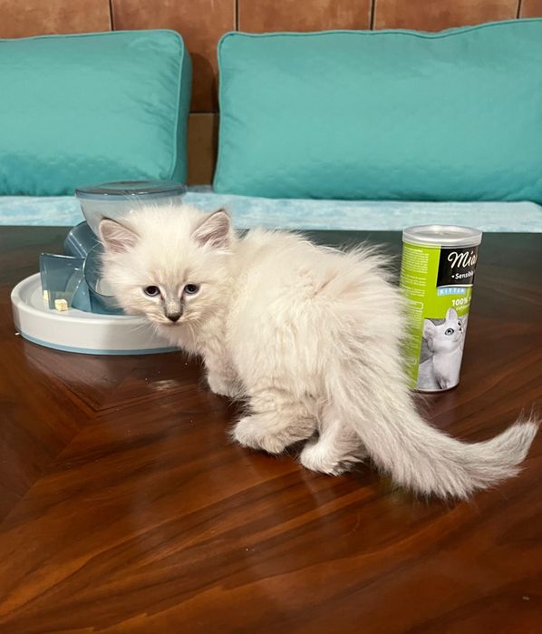 Kot Rasy Munchkin Krótkołapy - Carska Maskotka*PL