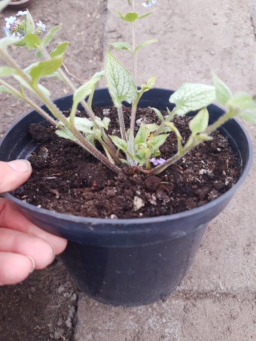 Brunera wielkolistna