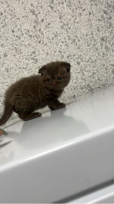 Британские котята продам