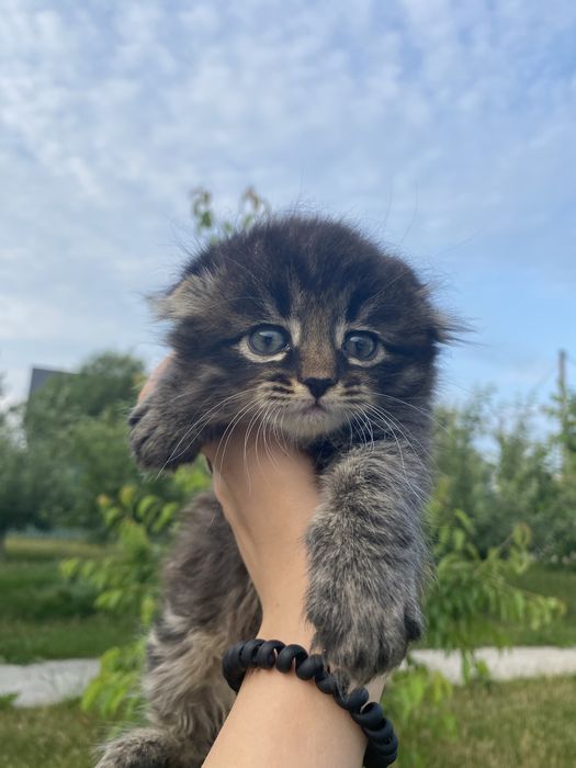 Кошеня скотиш фолд