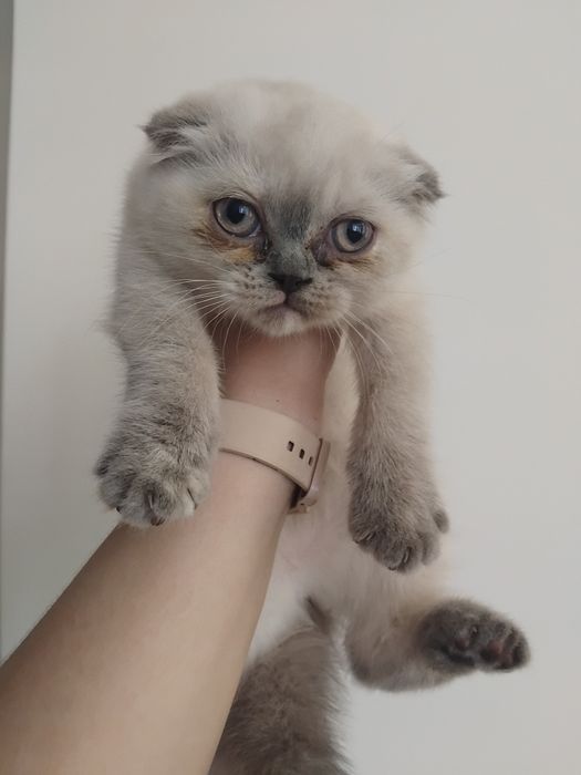 Продам шотландську висловуху