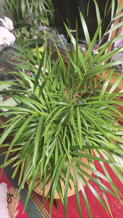 Продам кімнатну рослину