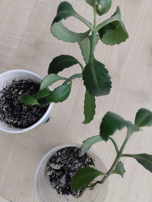 Коланхоэє продам