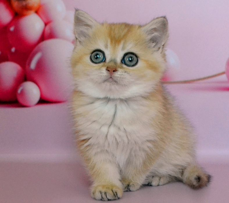 Золотая девочка шиншиллы