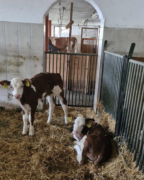 Телята продам гурт