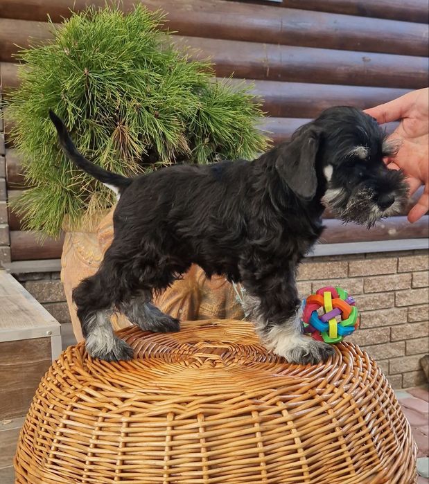 Породный мальчик-подросток.