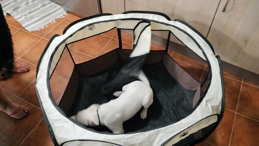 Transportadora e canil