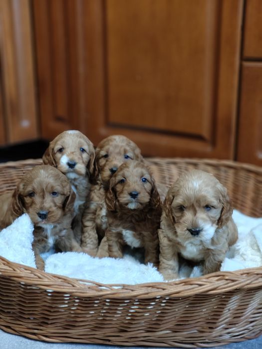 Cockapoo.Arnold.Badania.Cocker Spaniel Angielski/ Pudel miniaturowy