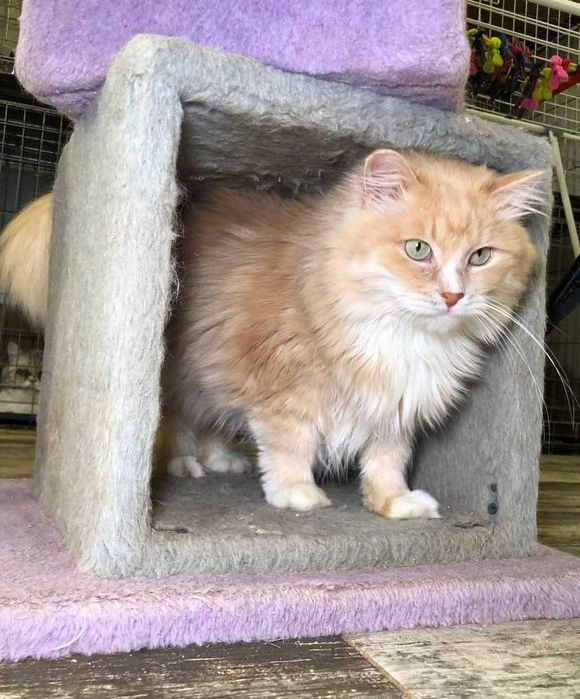 Шикарний котик з поглядом хитрих зелених очей. Льоні 3–5 років.