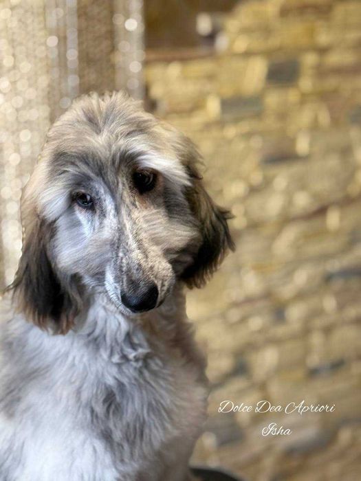 Щенки афганской  борзой