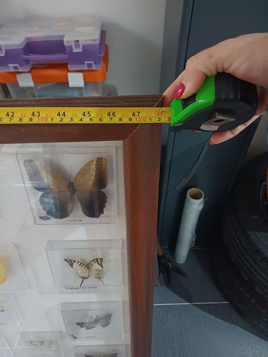 Quadro borboletas