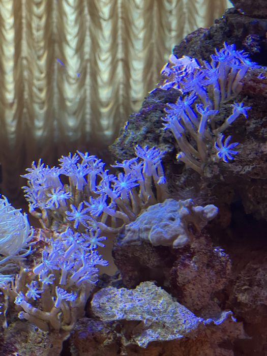 Терміново продам морські корали