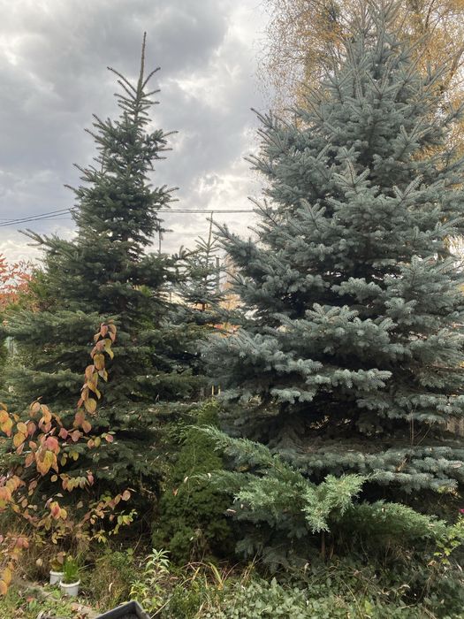 Ялинки живі (блакитні та зелені)