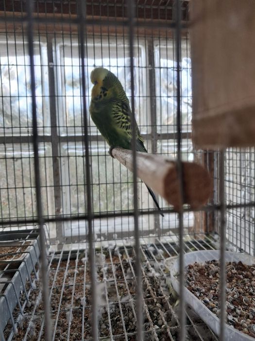 Casal de periquitos Inglês