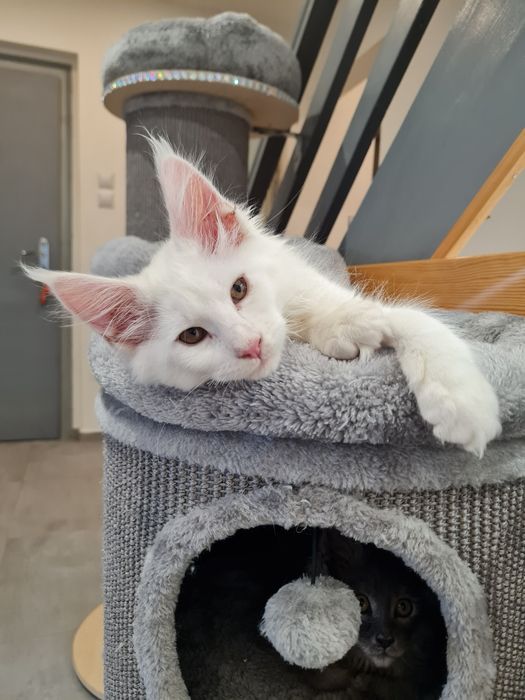 Maine Coon kocur ds12