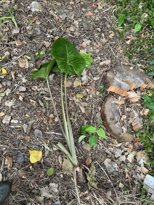 Alocasia orelha de elefante