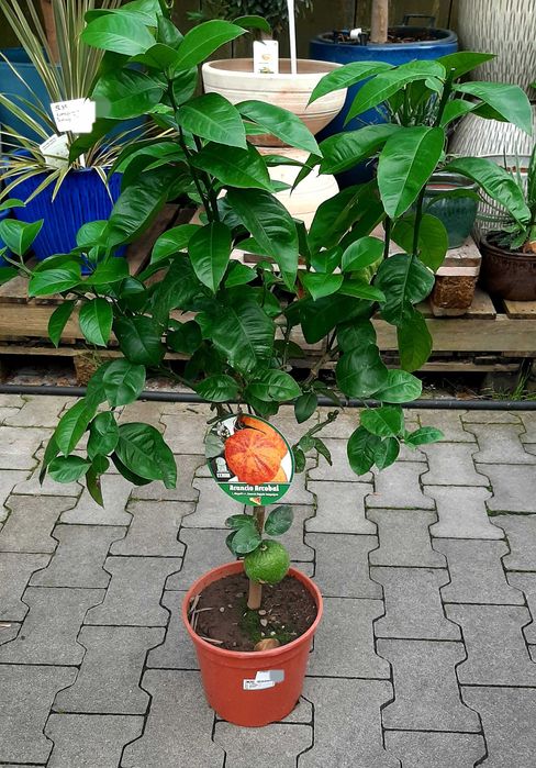 Pomarańcza krwista "Arcobal", duże drzewko XL, forma pienna