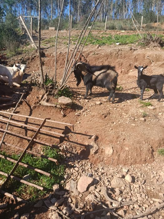Cabrito macho à venda