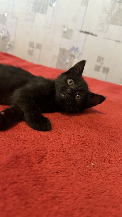 Кошеня хлопчик мальчик 1,5 місяці