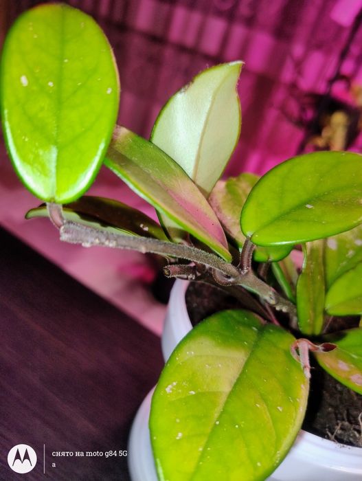 Продам Хойя мясиста