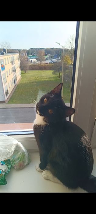 Oddam kotkę w dobre ręce