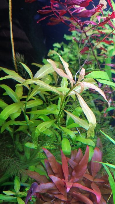 Набір акваріумних рослин