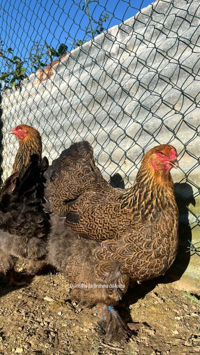 Brahma perdiz Dourado/azul [frangos]