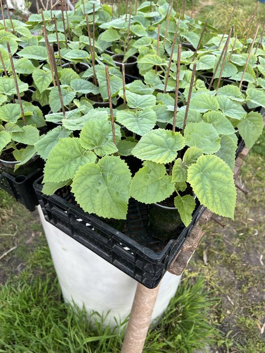Paulownia elongata