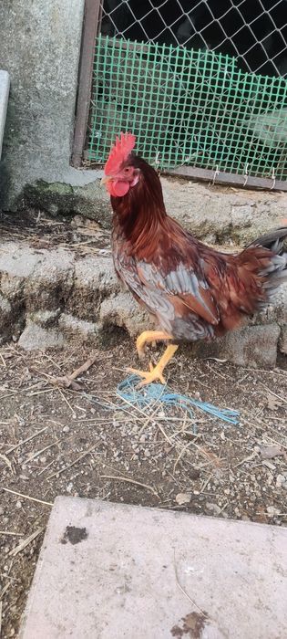 Galos várias raças 8€ por Kg