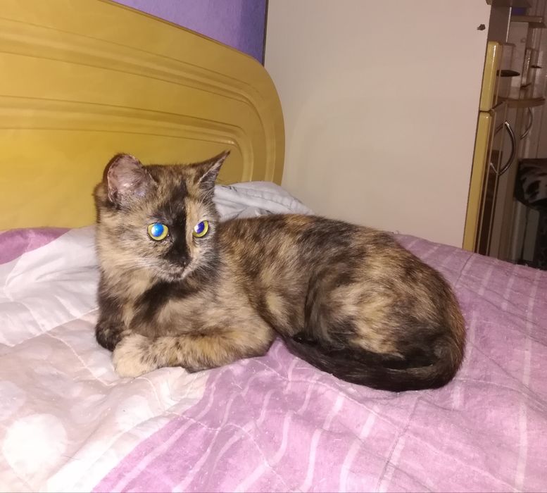 Кiшечка в добрi руки